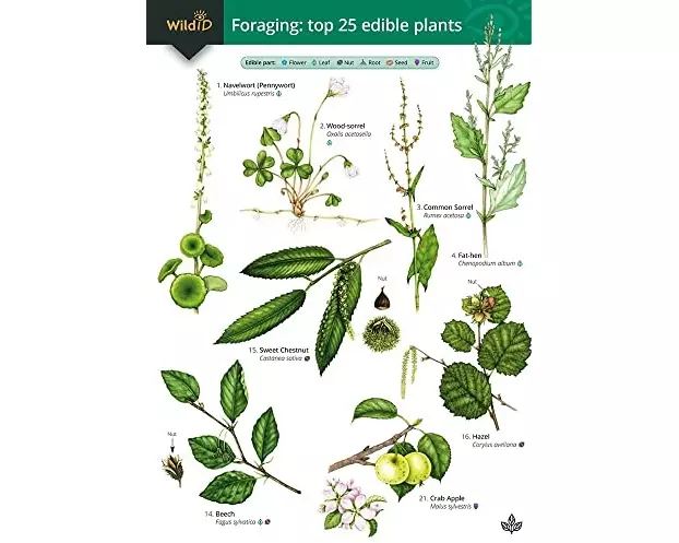 Guide to Foraging: Top 25 Edible Plants