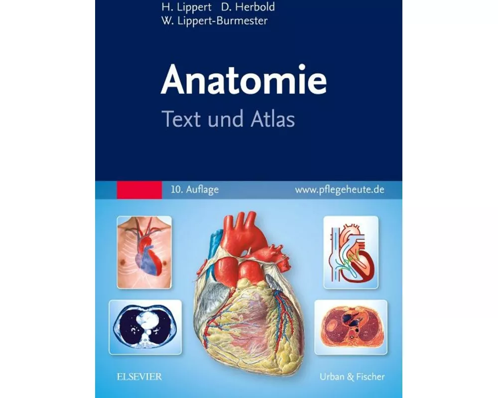 Anatomie