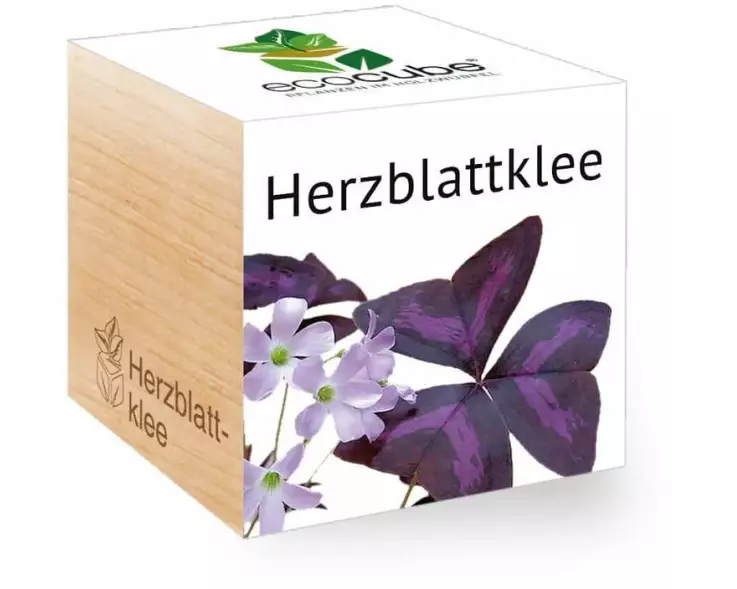 Feel Green Ecocube Herzblattklee