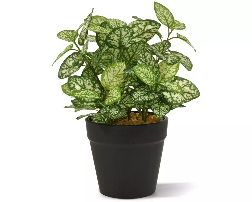 Botanic-Haus Kunstpflanze Hypoestes 18 cm