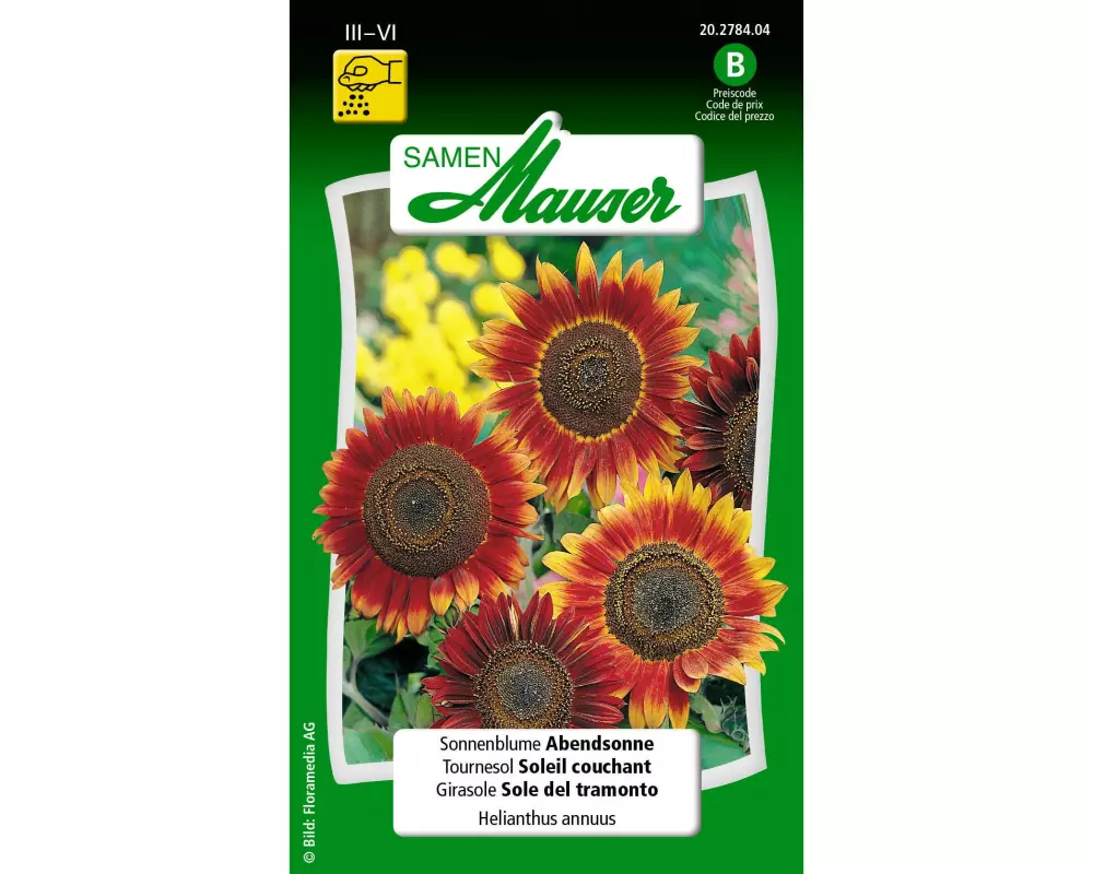 Samen Mauser Saatgut Sonnenblume Abendsonne