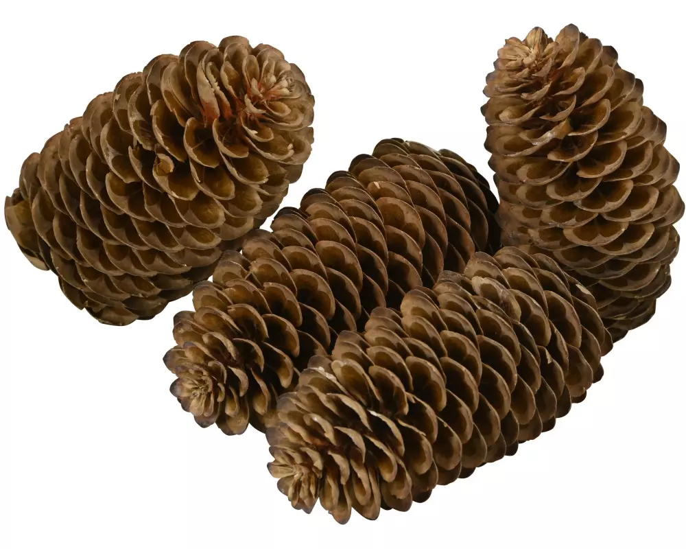 COCON Streudeko Kieferzapfen gross, Braun, 100g