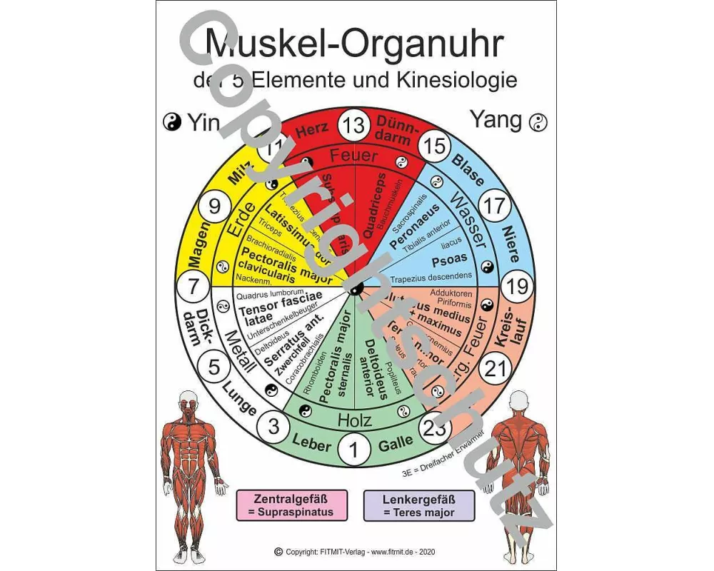 Muskel-Organuhr - der 5 Elemente und Kinesiologie