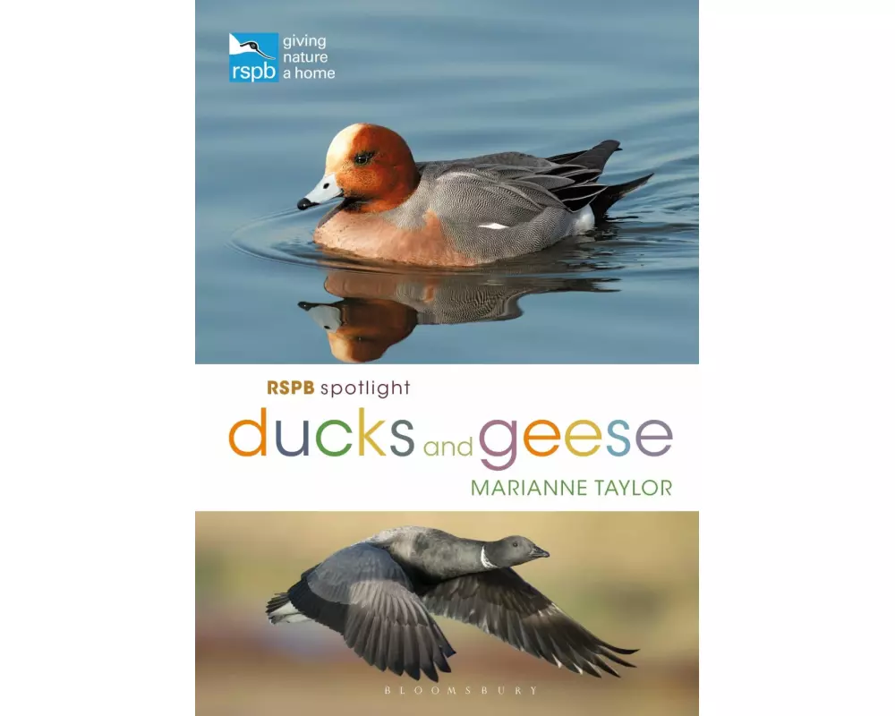 RSPB Spotlight Ducks and Geese