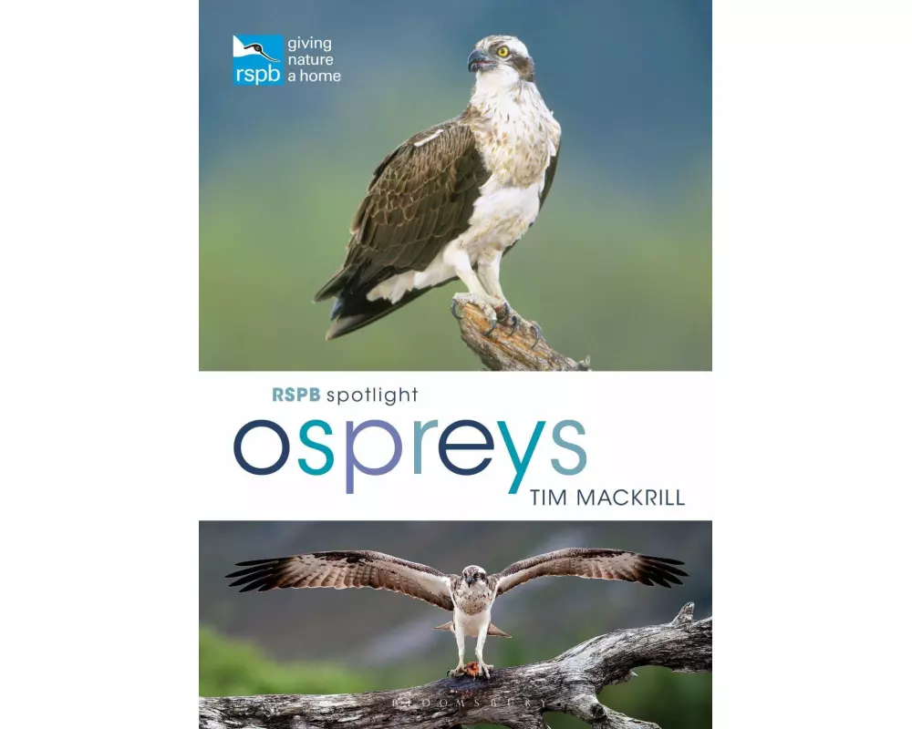 RSPB Spotlight Ospreys