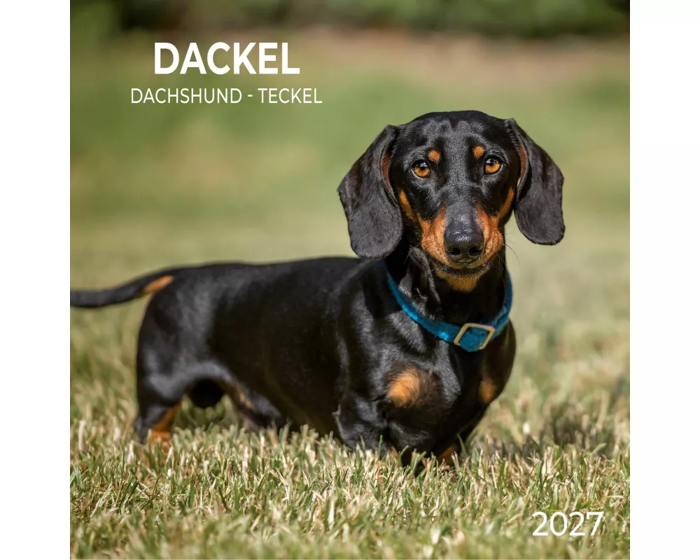 Dackel / Dachshund 2027
