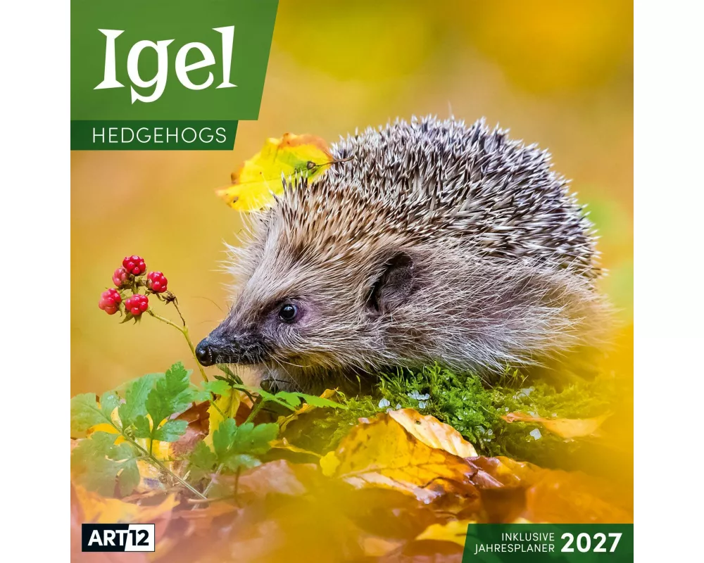 Igel Kalender 2027 - 30x30 - Art12