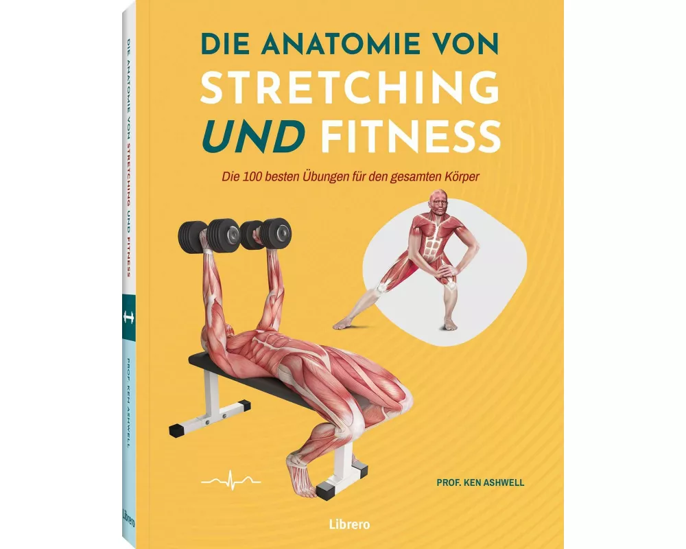 Die Anatomie von Stretching und Fitness