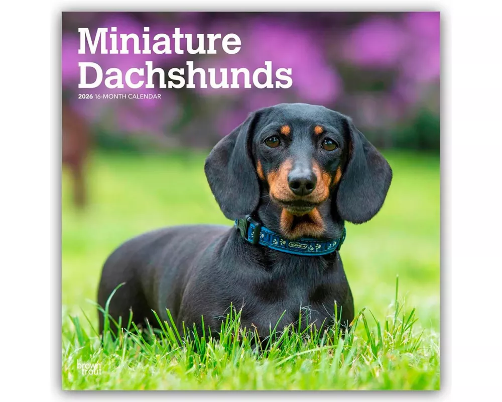 Miniature Dachshunds 2026 12 X 24 Inch (Hanging) Monthly Square Wall Calendar Plastic-Free