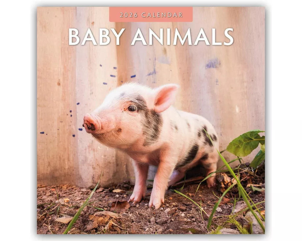 Baby Animals - Tierkinder - Tierbabys 2026 - 16-Monatskalender