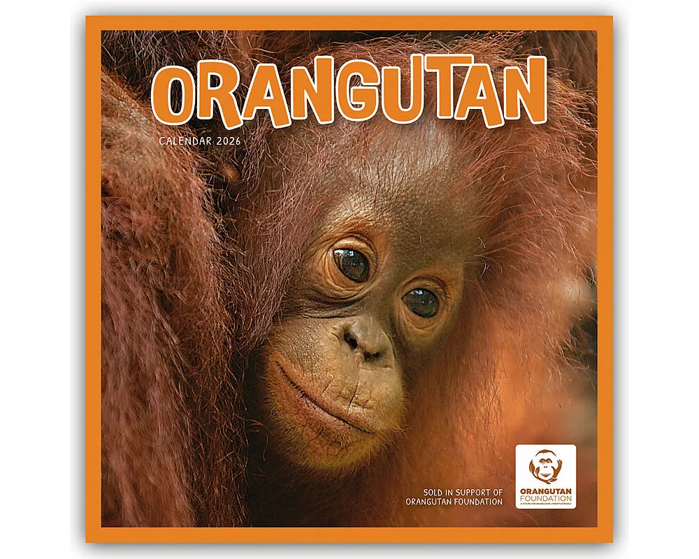 Orangutan - Orang-Utan 2026 - Wand-Kalender