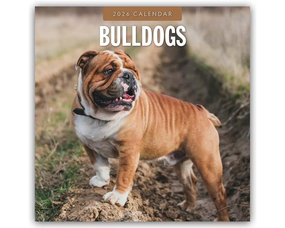 Bulldogs 2026 Square Wall Calendar