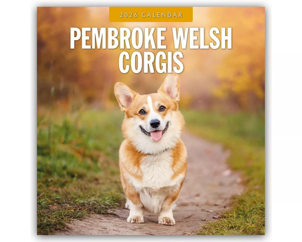 Pembroke Welsh Corgis 2026 Square Wall Calendar