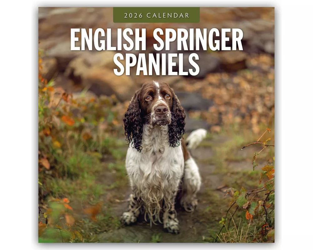 English Springer Spaniels 2026 Square Wall Calendar