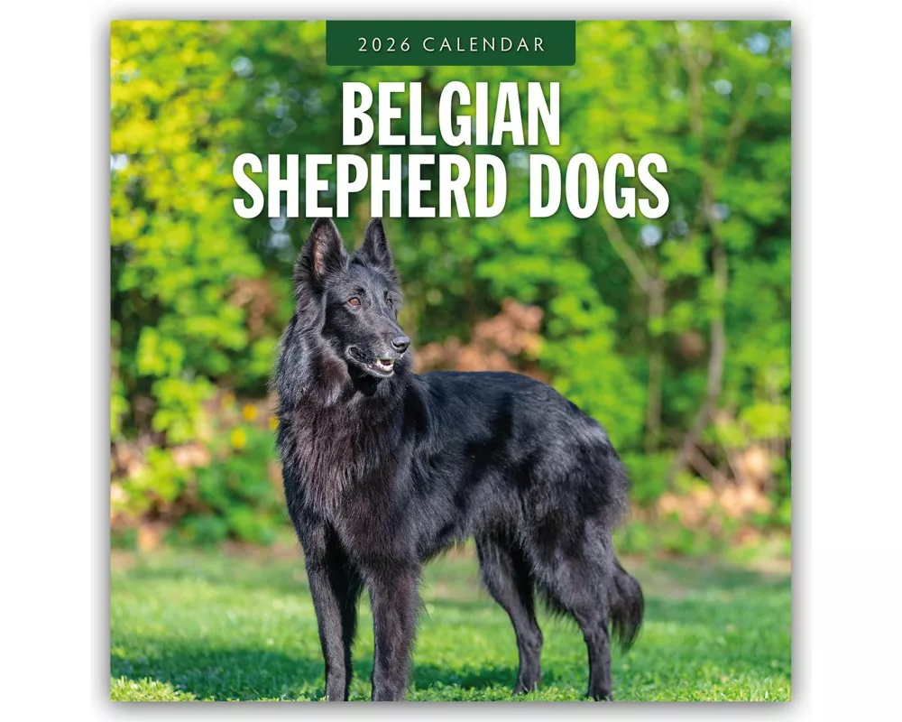 Belgian Shepherd Dogs 2026 Square Wall Calendar