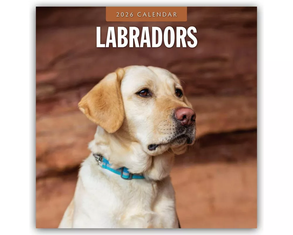 Labradors 2026 Square Wall Calendar