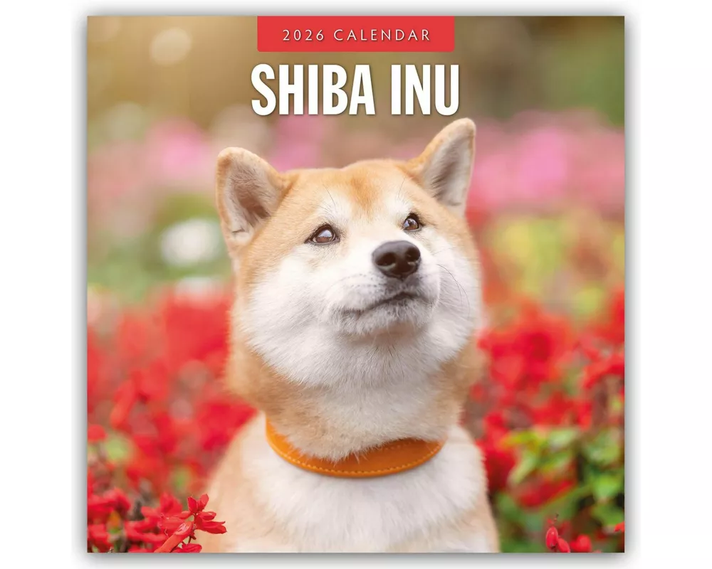 Shiba Inu 2026 Square Wall Calendar