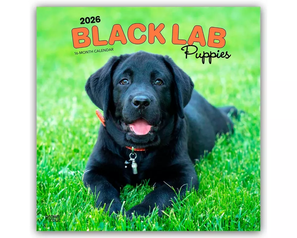 Black Labrador Retriever Puppies - Schwarze Labrador Retriever Welpen 2026 - 16-Monatskalender