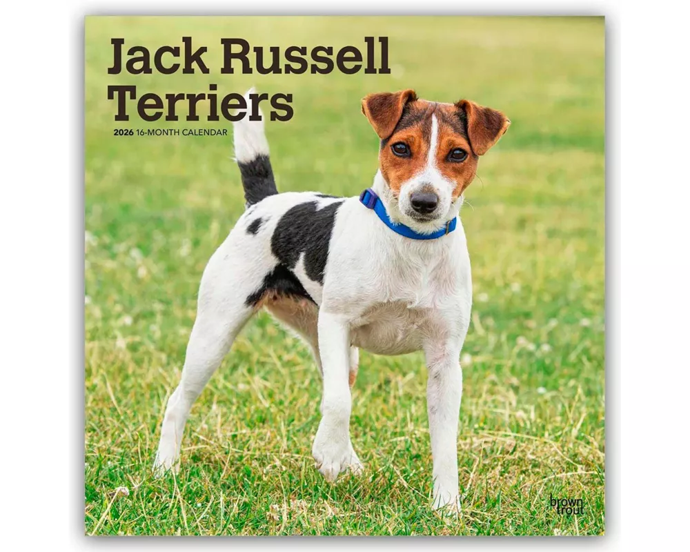 Jack Russel Terriers - Jack Russel Terrier 2026 - 16-Monatskalender