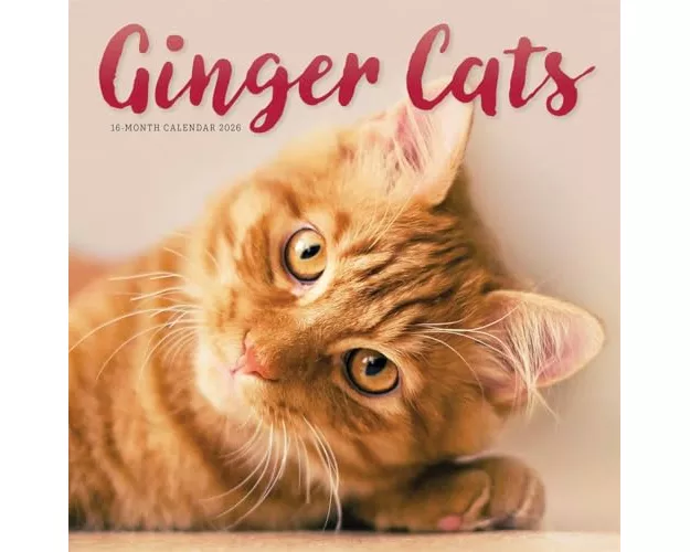 Ginger Cats Square Wall Sunday Start Cal