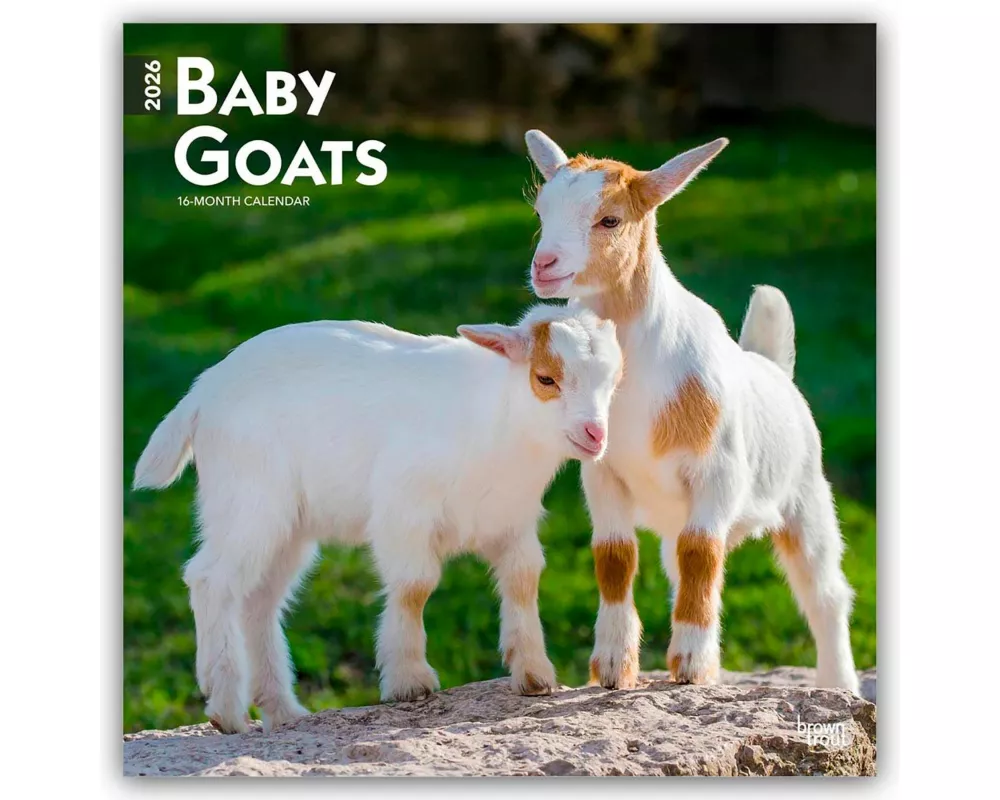 Baby Goats 2026 12 X 24 Inch (Hanging) Monthly Square Wall Calendar Plastic-Free