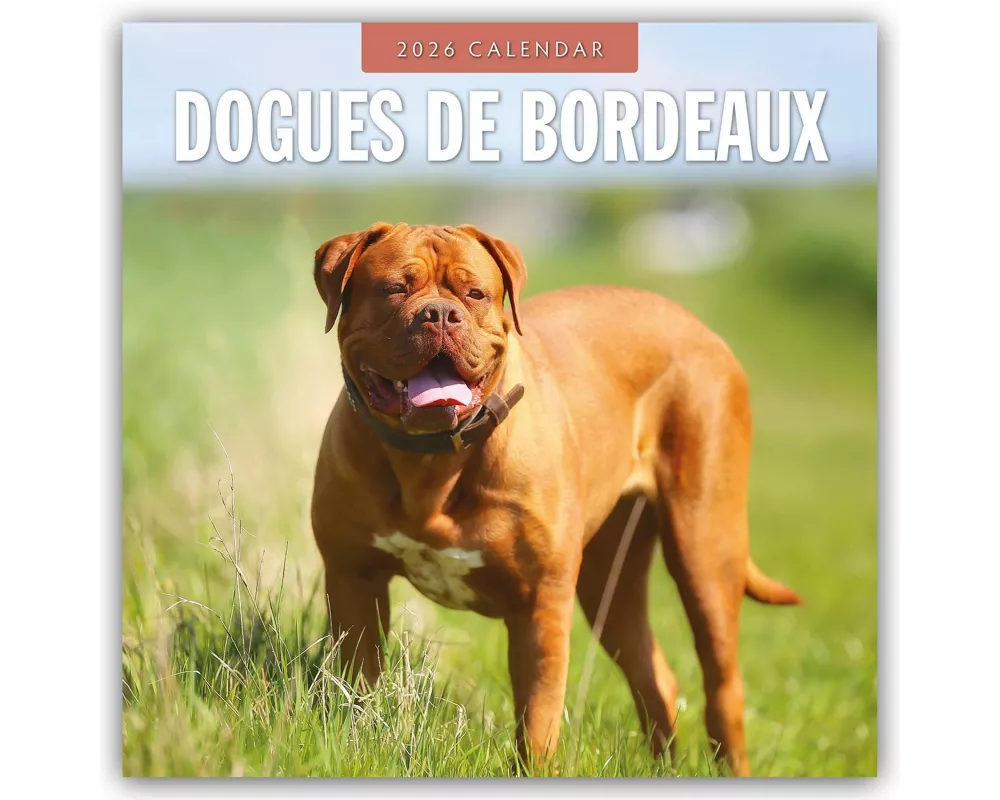Dogues de Bordeaux 2026 Square Wall Calendar