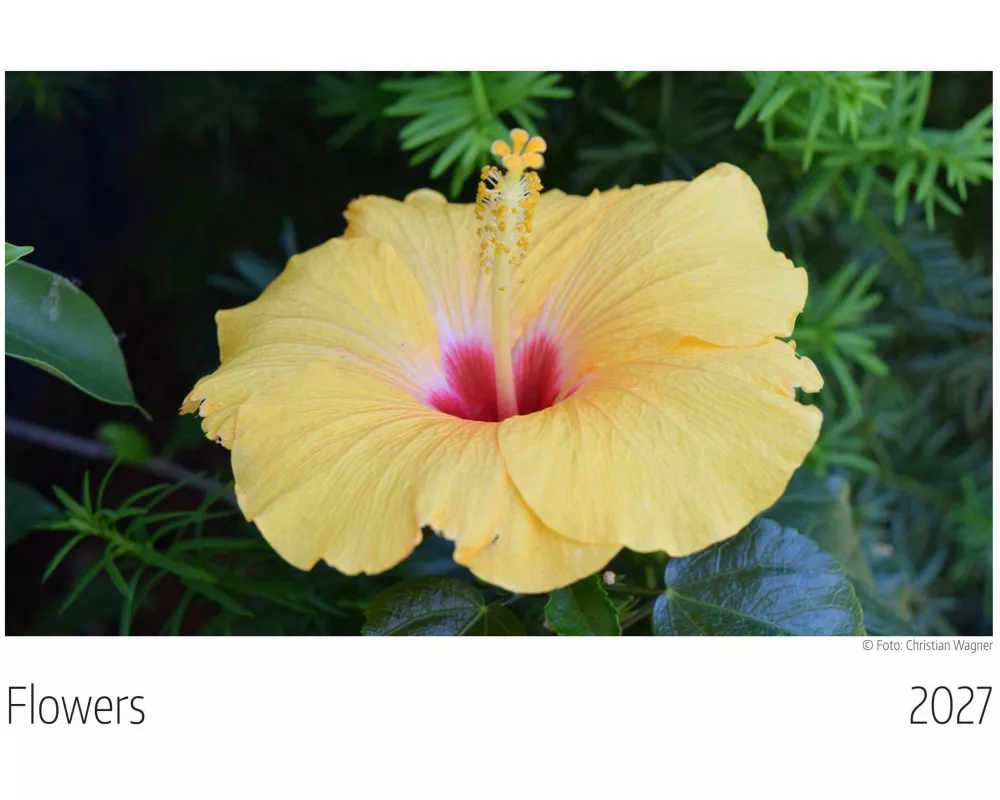 Flowers Kalender 2027