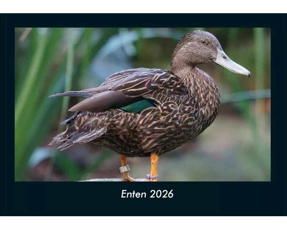 Enten 2026 Fotokalender DIN A4