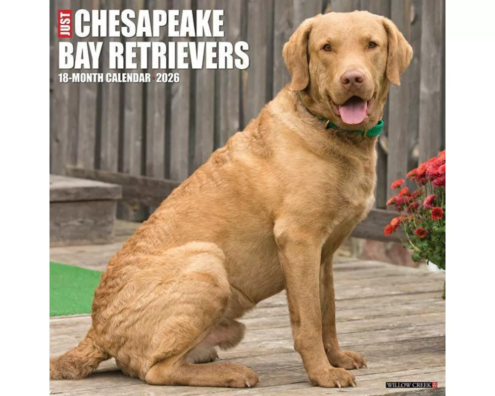 Chesapeake Bay Retrievers 2026 12 X 12 Wall Calendar