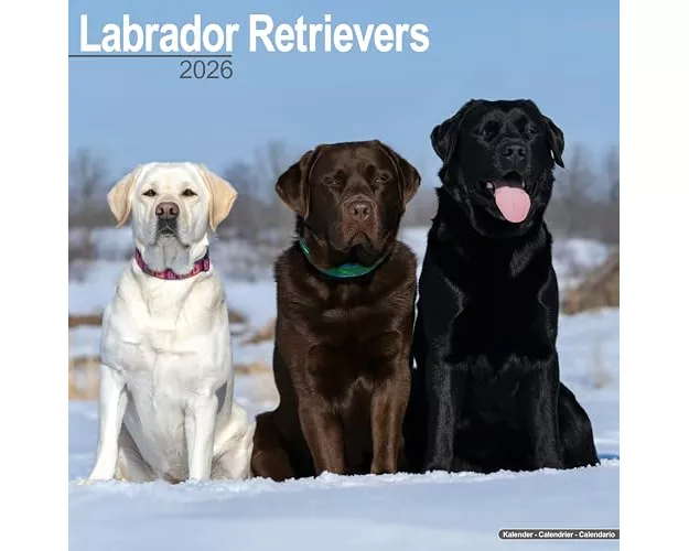 Labrador Retrievers (Mixed) Calendar 2026 Square Dog Breed Wall Calendar - 16 Month