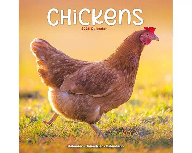 Chickens Calendar 2026 Square Farm Animals & Birds Wall Calendar - 16 Month