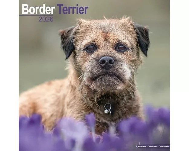 Border Terrier Calendar 2026 Square Dog Breed Wall Calendar - 16 Month