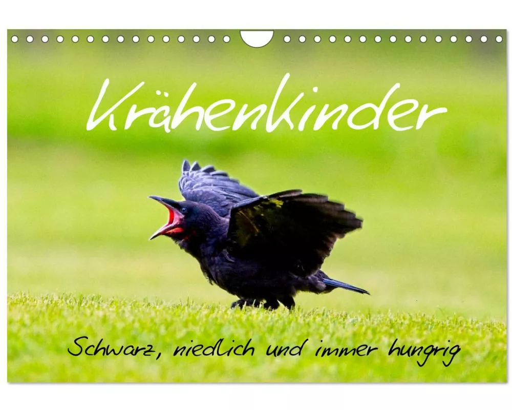 Krähenkinder - Schwarz, niedlich und immer hungrig (Wandkalender 2026 DIN A4 quer), CALVENDO Monatskalender