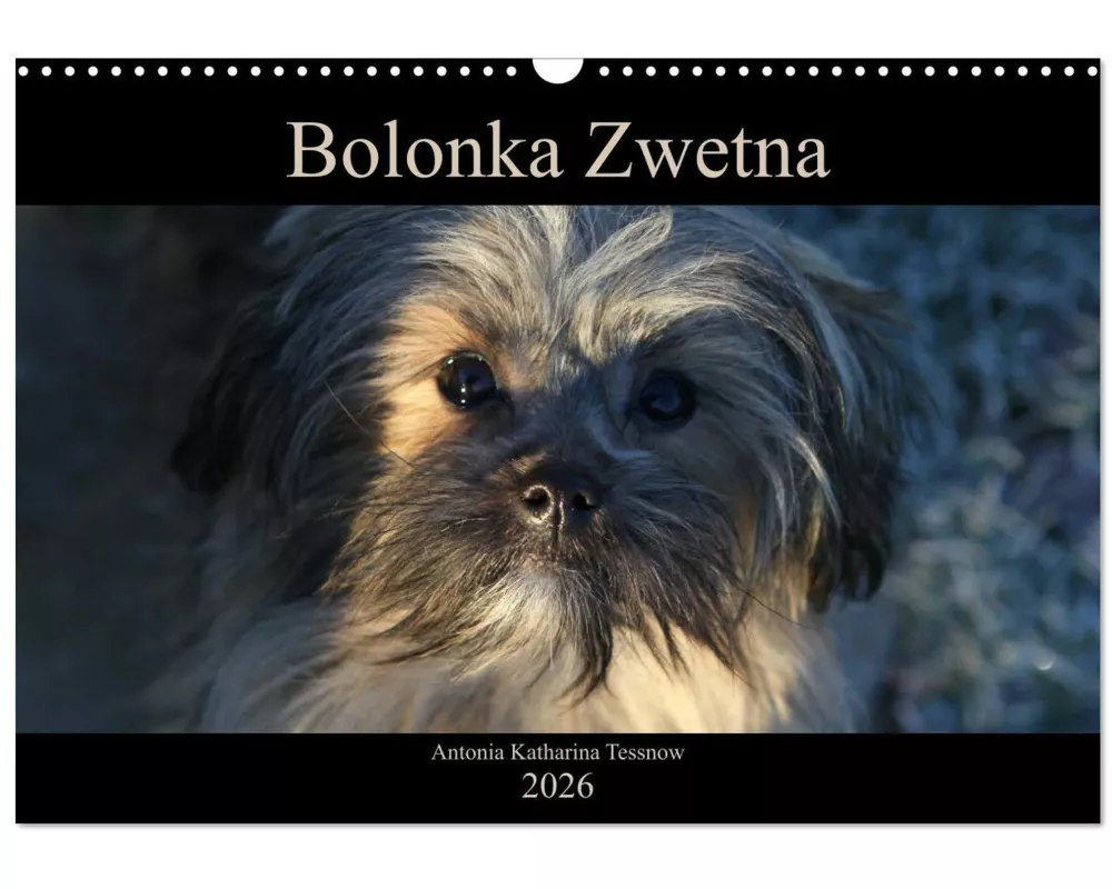 Bolonka Zwetna 2026 (Wandkalender 2026 DIN A3 quer), CALVENDO Monatskalender