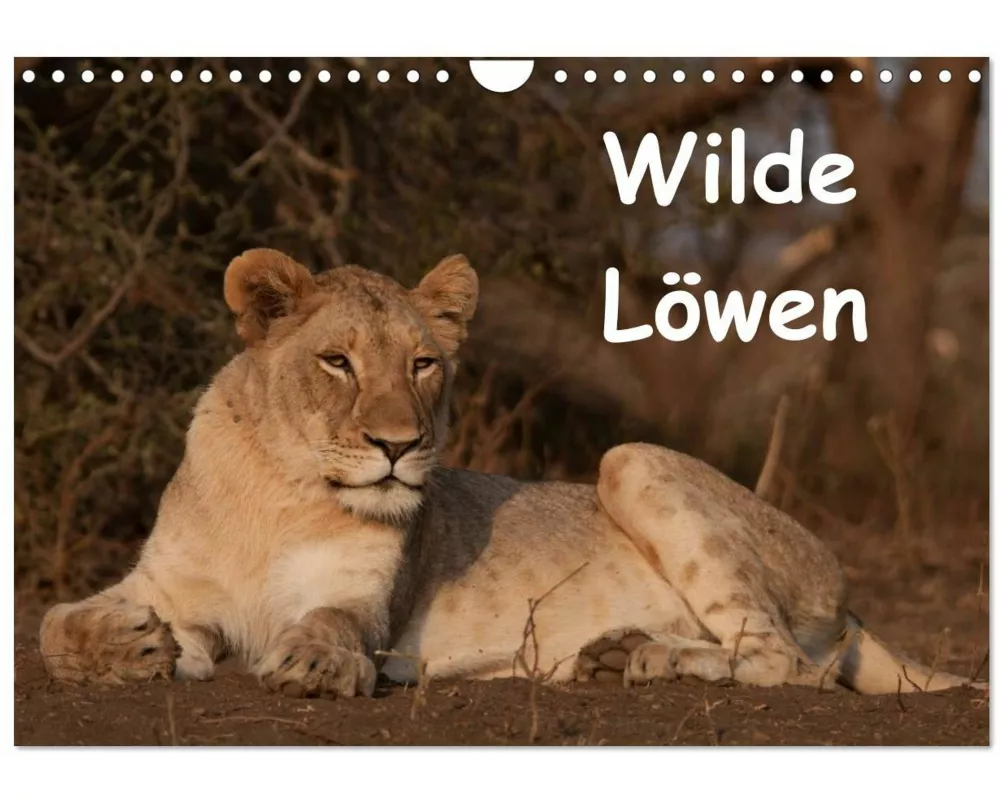 Wilde Löwen (Wandkalender 2025 DIN A4 quer), CALVENDO Monatskalender