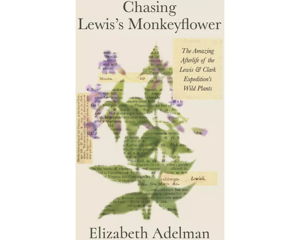 Chasing Lewis's Monkeyflower