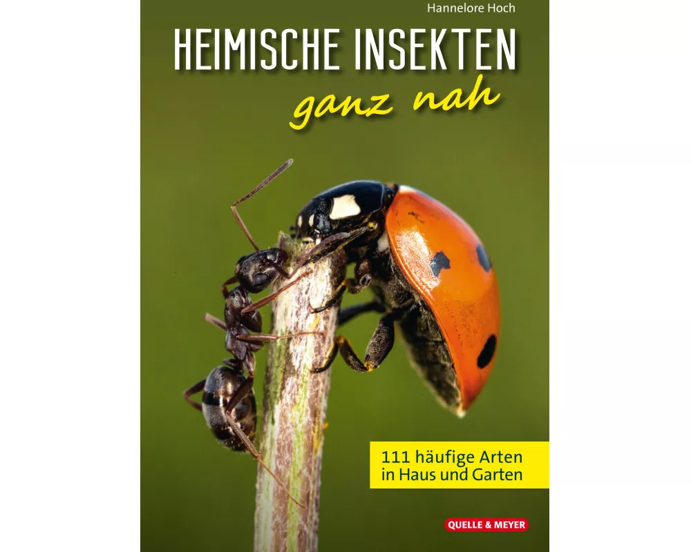 Heimische Insekten ganz nah