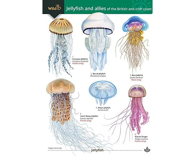 Jellyfish and allies of the British and Irish Coast