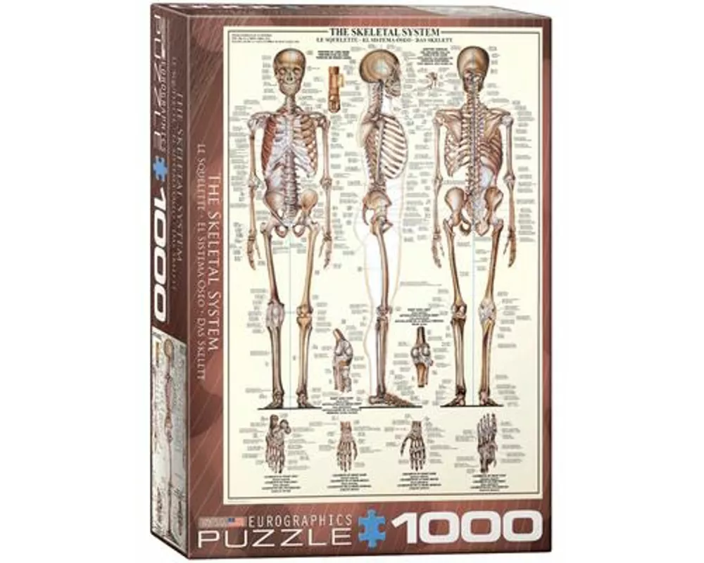 The Skeletal System