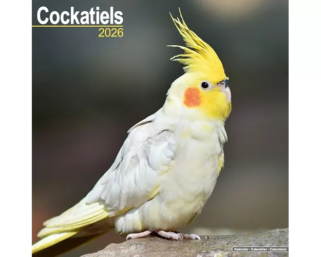 Cockatiels Calendar 2026 Square Bird Wall Calendar - 16 Month