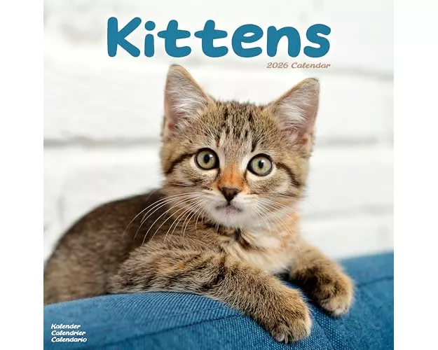 Kittens Calendar 2026 Square Cats Wall Calendar - 16 Month