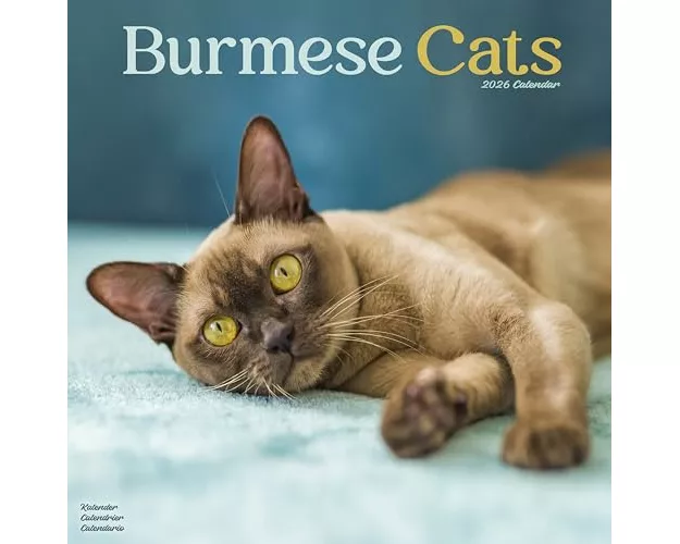 Cats - Burmese Calendar 2026 Square Cat Wall Calendar - 16 Month
