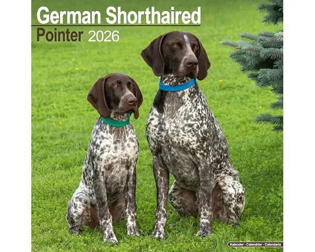German Shorthair Pointer Calendar 2026 Square Dog Breed Wall Calendar - 16 Month