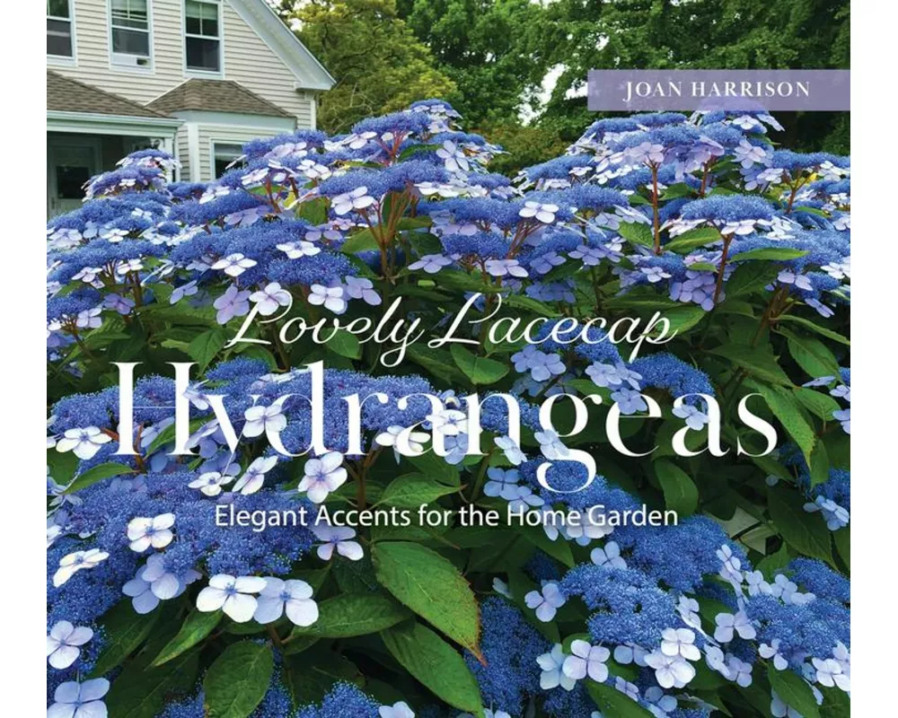 Lovely Lacecap Hydrangeas