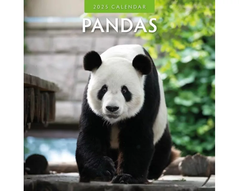 Pandas 2025 Square Wall Calendar