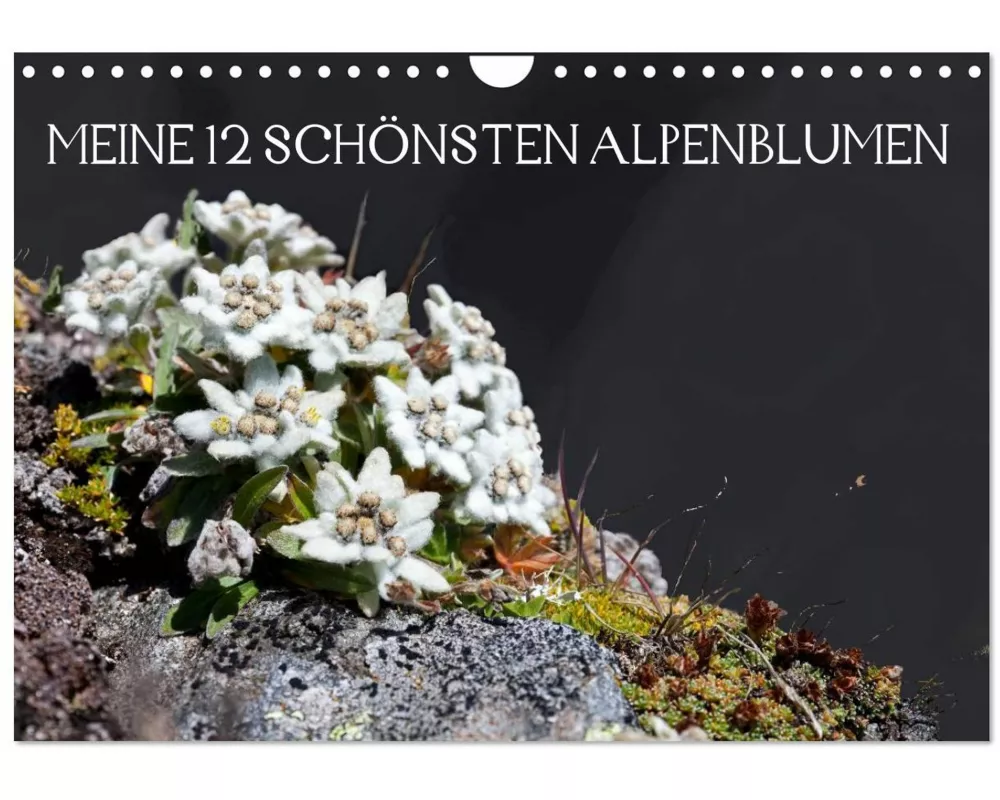 Meine 12 schönsten Alpenblumen (Wandkalender 2025 DIN A4 quer), CALVENDO Monatskalender