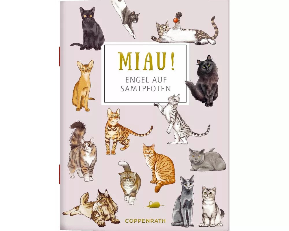 MIAU! - Engel auf Samtpfoten