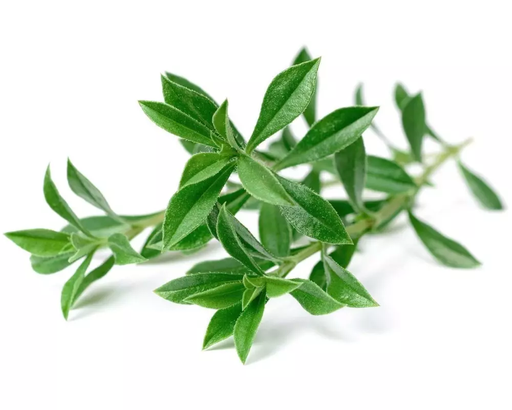 Click and Grow Samen Bergbohnenkraut, 3er-Pack