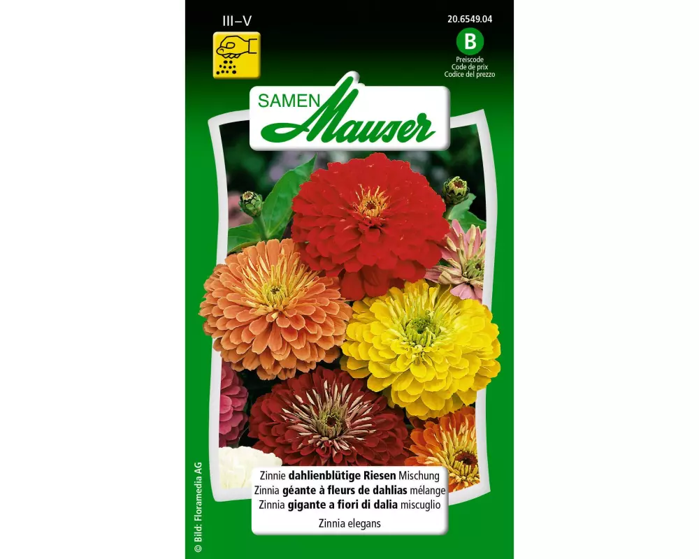 Samen Mauser Saatgut Zinnie dahlienblütige Riesen Mischung
