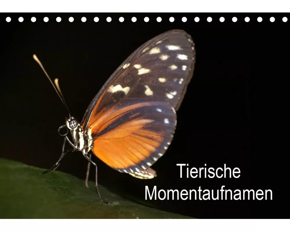 Tierische Momentaufnahmen (Tischkalender 2021 DIN A5 quer)